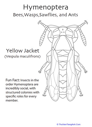 Hymenoptera Coloring Page