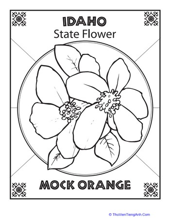 Idaho State Flower