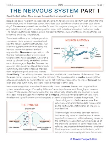 The Nervous System: Part 1