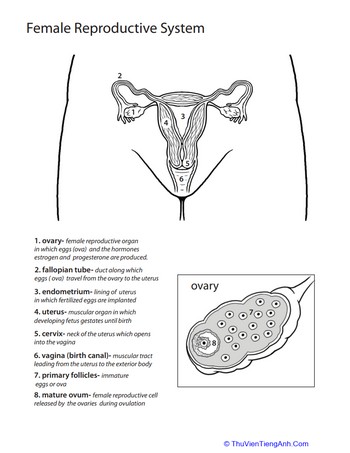 Inside-Out Anatomy: The Reproductive System