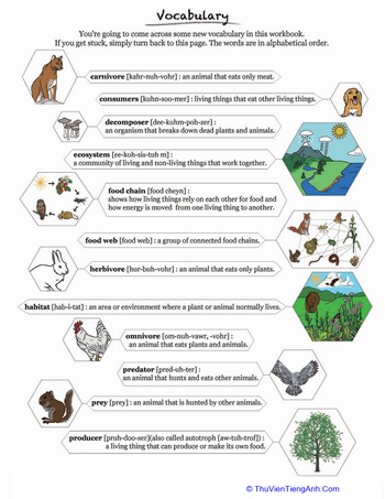 Introduction to Food Webs