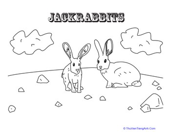 Jackrabbits Coloring Page