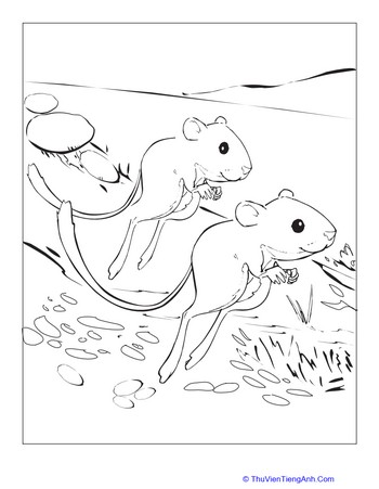 Kangaroo Rat Coloring Page