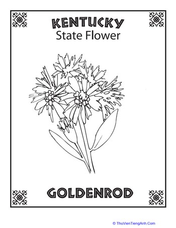 Kentucky State Flower