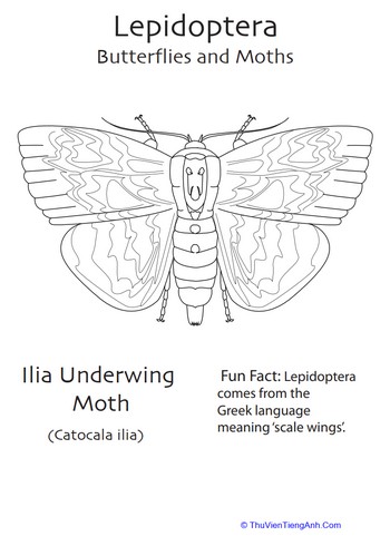Lepidoptera Coloring Page