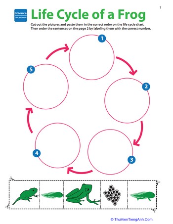 Life Science Learning: Life Cycle of a Frog