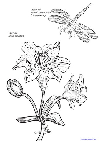Lily and Dragonfly Coloring Page