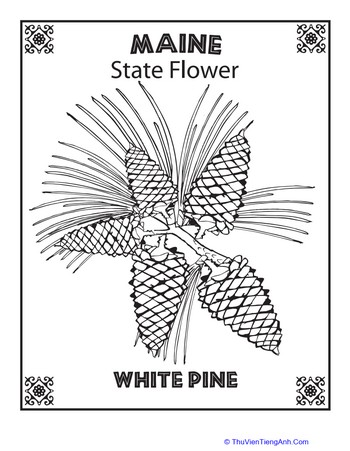 Maine State Flower