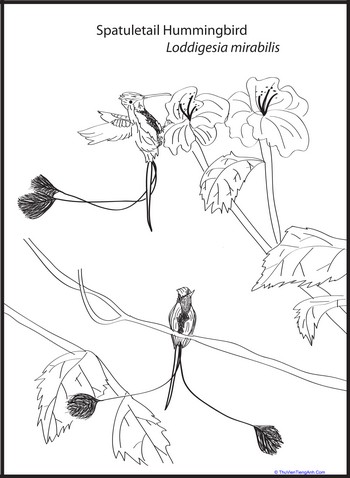 Spatuletail Hummingbird Coloring Page