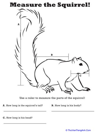 Measure Length: Squirrel!