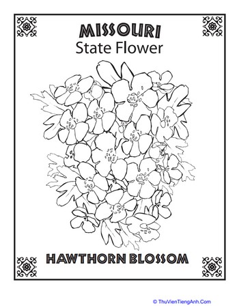 Missouri State Flower