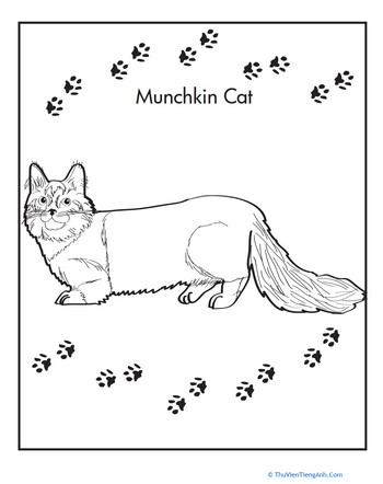 Munchkin Cat Coloring Sheet