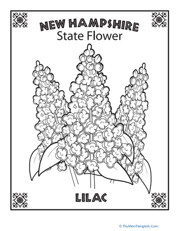 New Hampshire State Flower