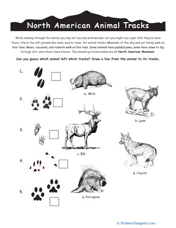 North American Animal Tracks 2