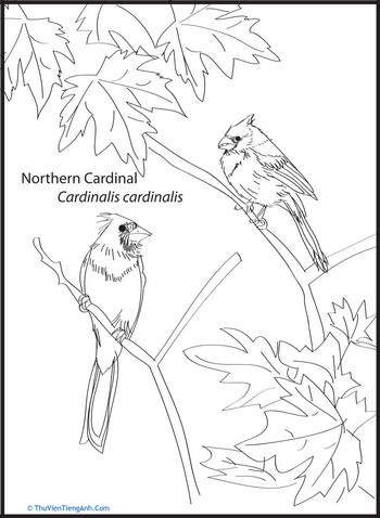 Northern Cardinal Coloring Page