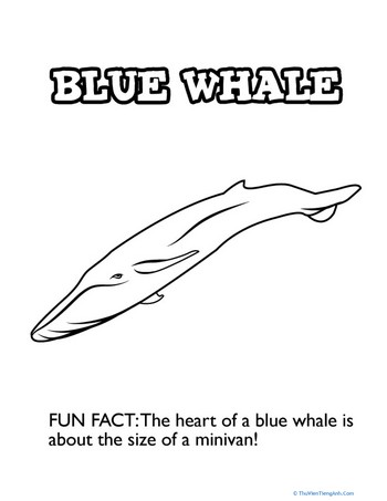 Blissful Blue Whale