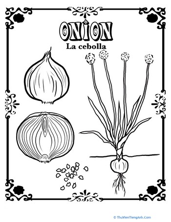 Onion in Spanish