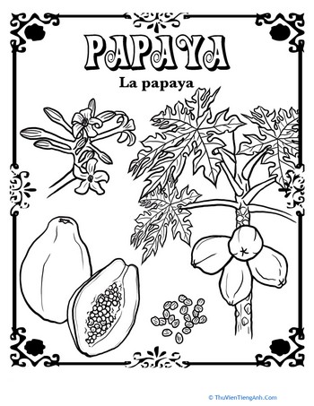 Papaya in Spanish