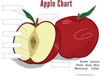 Parts of an Apple