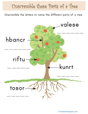 Parts of a Tree for Kids
