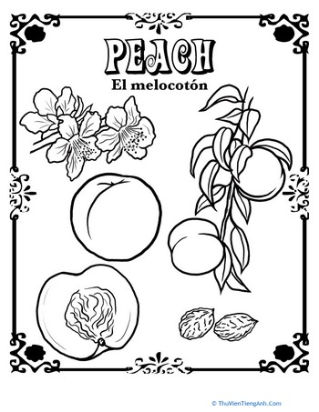 Peach in Spanish