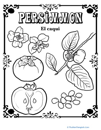 Persimmon in Spanish
