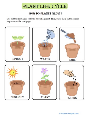 Plant Life Cycle Flash Cards