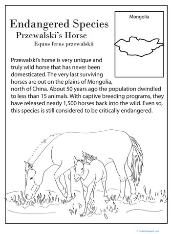 Endangered Species: Przewalski’s Horse