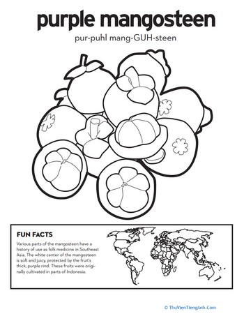 Purple Mangosteen Coloring Page