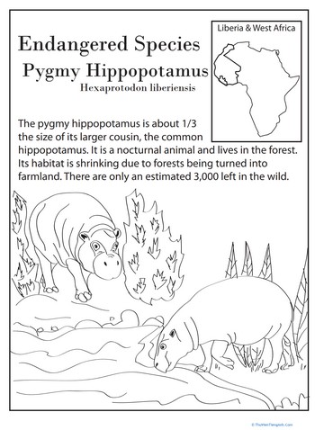 Endangered Species: Pygmy Hippo