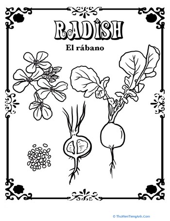 Radish in Spanish