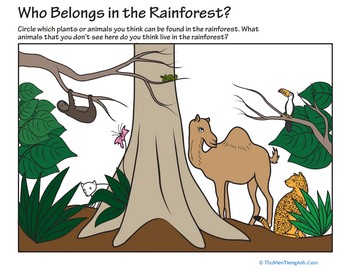 Who Belongs in the Rainforest?