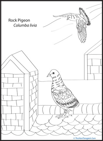 Rock Pigeon Coloring Page