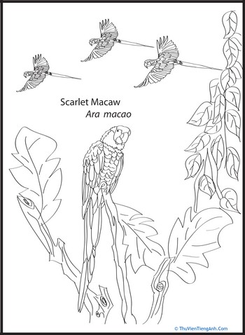 Scarlet Macaw Coloring Page
