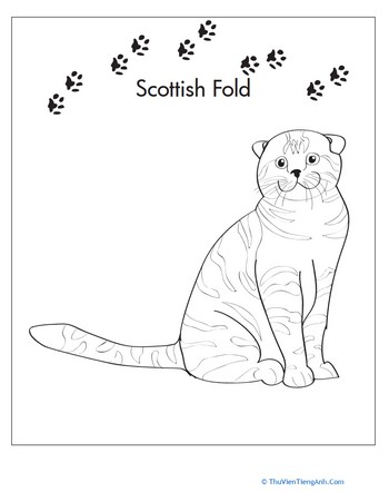 Scottish Fold Coloring Page