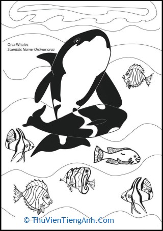 Oceanic Orca Coloring Page