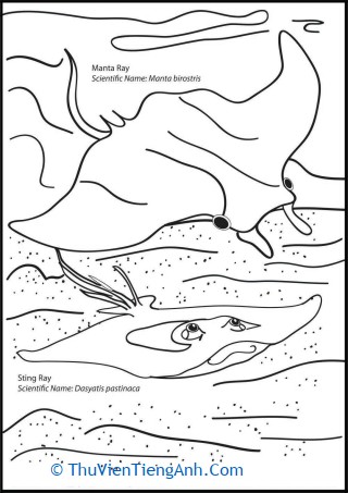 Slippery Sea Ray Coloring Page