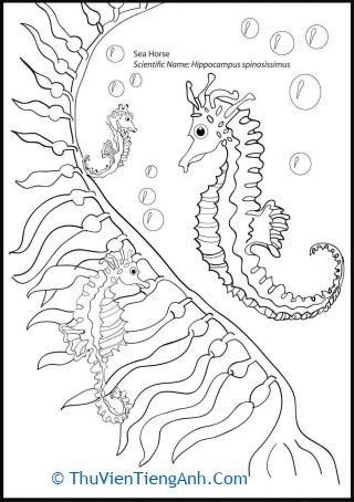 Silly Sea Horse Coloring Page