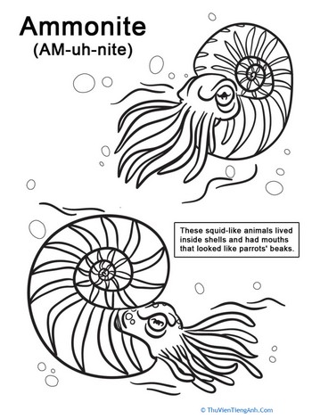 Ammonite Coloring Page