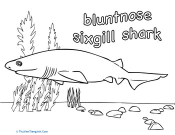 Sixgill Shark Coloring Page