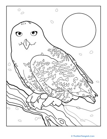 Snowy Owl Coloring Page