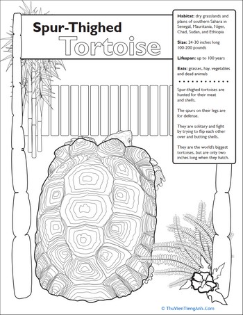 Spur-Thighed Tortoise