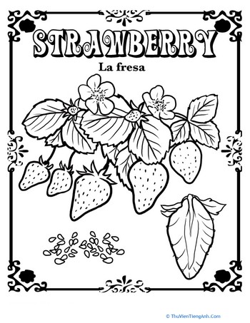 Strawberry in Spanish