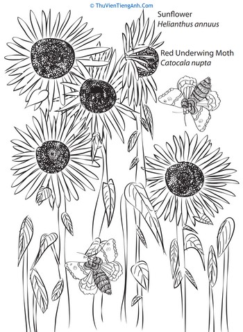 Sunflowers and Moth Coloring Page