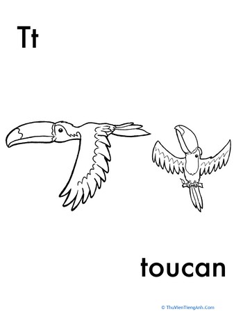 T for Toucan