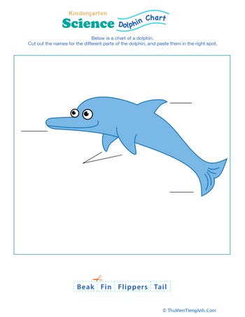 Dolphin Anatomy Chart