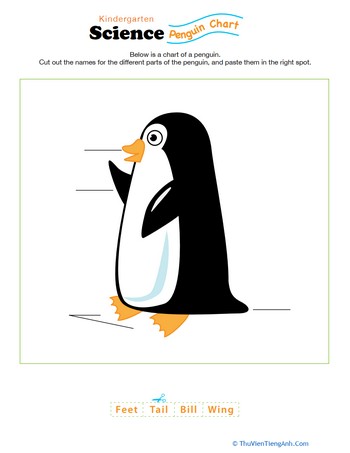 Penguin Anatomy Diagram