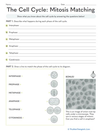 The Cell Cycle: Mitosis Matching