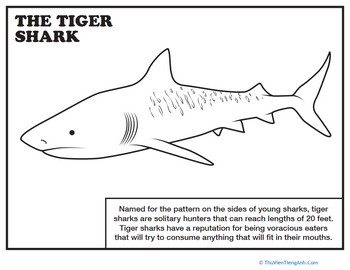 Tiger Shark Coloring Page
