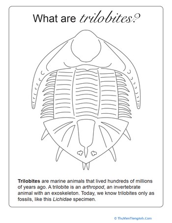 What Are Trilobites?